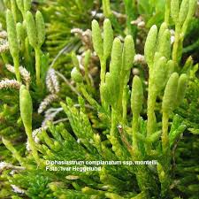 Attēlu rezultāti vaicājumam “Diphasium complanatum”