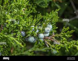 Attēlu rezultāti vaicājumam “Juniperus sabina”