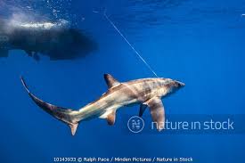 Image result for Alopias superciliosus