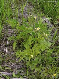Attēlu rezultāti vaicājumam “Ranunculus mendax”