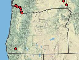 Attēlu rezultāti vaicājumam “Corispermum hyssopifolium fruit”
