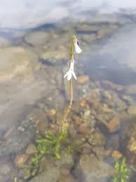 Attēlu rezultāti vaicājumam “Lobelia dortmanna bud”
