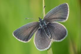 Attēlu rezultāti vaicājumam “Cupido minimus underside”