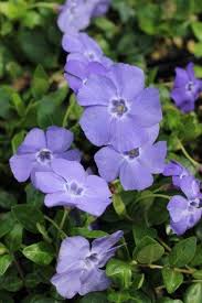 Attēlu rezultāti vaicājumam “Vinca minor leaf”