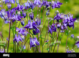 Image result for Akelei