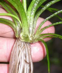 Attēlu rezultāti vaicājumam “Isoetaceae”