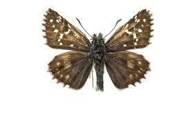 Attēlu rezultāti vaicājumam “Pyrgus serratulae”