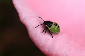 Attēlu rezultāti vaicājumam “Palomena prasina nymph”