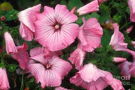 Image result for Lavatera trimestris