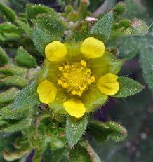 Attēlu rezultāti vaicājumam “Potentilla supina flower”
