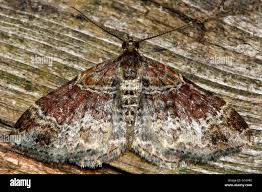 Attēlu rezultāti vaicājumam “Xanthorhoe spadicearia”