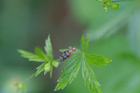 Attēlu rezultāti vaicājumam “Trypetoptera punctulata”