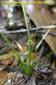 Attēlu rezultāti vaicājumam “Carex viridula”