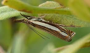 Attēlu rezultāti vaicājumam “Crambus silvella”