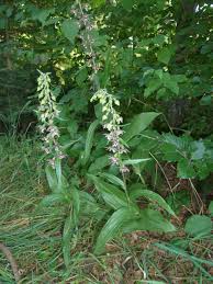 Attēlu rezultāti vaicājumam “Epipactis”