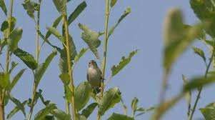Attēlu rezultāti vaicājumam “Hippolais caligata”