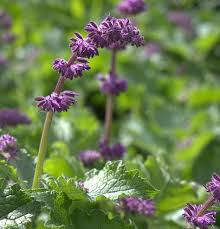 Attēlu rezultāti vaicājumam “Salvia verticillata”