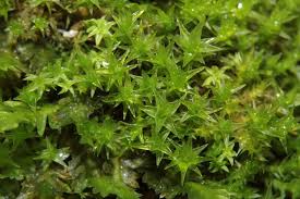 Attēlu rezultāti vaicājumam “Didymodon rigidulus sporophyte”
