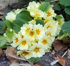 Attēlu rezultāti vaicājumam “Primula veris var. rubra flower”