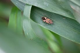 Attēlu rezultāti vaicājumam “Empoasca sp.”