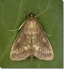 Attēlu rezultāti vaicājumam “Ostrinia nubilalis”