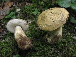 Attēlu rezultāti vaicājumam “Gyroporus cyanescens”