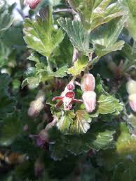 Attēlu rezultāti vaicājumam “Ribes uva-crispa flower”