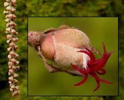 Attēlu rezultāti vaicājumam “Corylus avellana female flower”