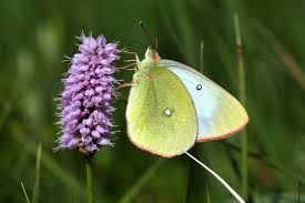 Attēlu rezultāti vaicājumam “Colias palaeno female”