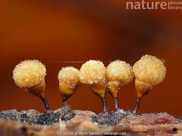 Attēlu rezultāti vaicājumam “Hemitrichia calyculata”