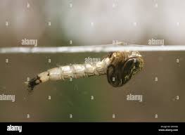 Attēlu rezultāti vaicājumam “Culex pipiens larva”