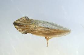Attēlu rezultāti vaicājumam “Cicadellidae”