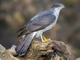 Attēlu rezultāti vaicājumam “Accipiter gentilis adult”