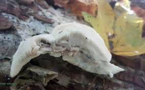 Attēlu rezultāti vaicājumam “Postia tephroleucus”