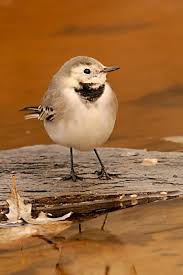 Image result for Motacilla alba