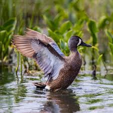 Image result for Anas discors