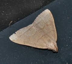 Attēlu rezultāti vaicājumam “Zanclognatha tarsipennalis”