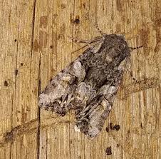 Attēlu rezultāti vaicājumam “Lacanobia contigua”