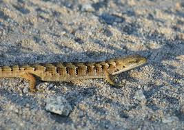 Attēlu rezultāti vaicājumam “Crocallis elinguaria imago”