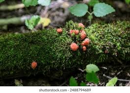 Attēlu rezultāti vaicājumam “Tubifera ferruginosa (subsp. ferruginosa)”