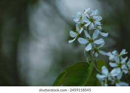 Attēlu rezultāti vaicājumam “Amelanchier spicata flower”