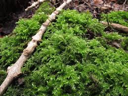 Attēlu rezultāti vaicājumam “Thamnobryum subserratum”