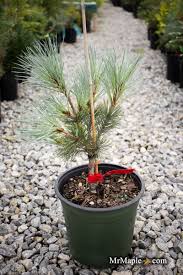 Attēlu rezultāti vaicājumam “Pinus peuce”