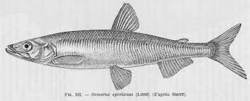 Image result for Osmerus eperlanus