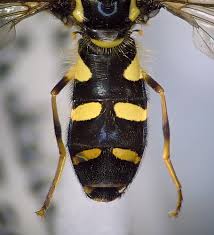 Attēlu rezultāti vaicājumam “Xanthogramma sp. male”