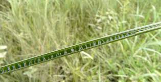 Attēlu rezultāti vaicājumam “Juncus inflexus bud”