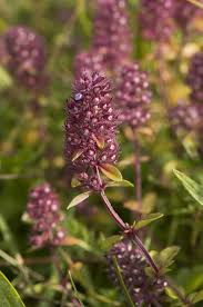 Attēlu rezultāti vaicājumam “Thymus pulegioides leaf”