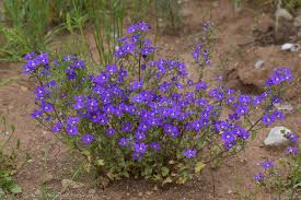 Image result for Legousia speculum-veneris