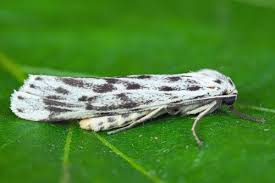 Attēlu rezultāti vaicājumam “Cribraria martinii macro”