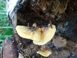 Attēlu rezultāti vaicājumam “Antrodiella serpula”